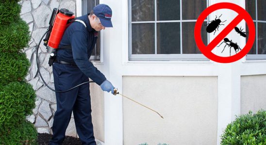 Üçkuyular Fare İlaçlama böcek ilaçlama ve haşere kontrolü — ilaclama-tr.com
